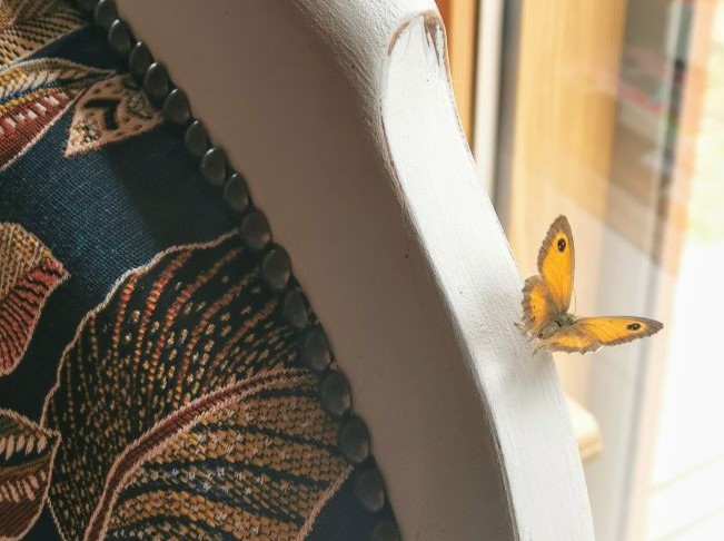Relooking de meubles anciens : Un papillon s'est posé sur un meuble relooké par Bois de Charme
